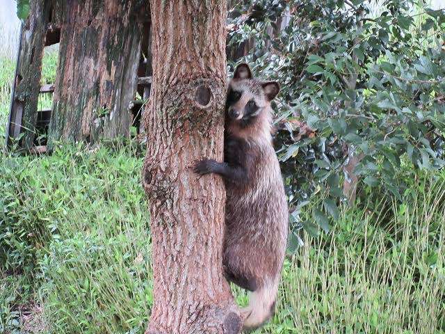 木登りしている動物の画像ください