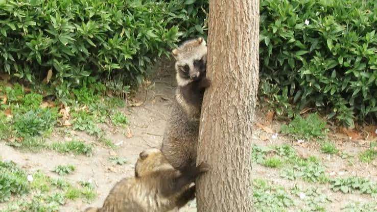 木登りしている動物の画像ください