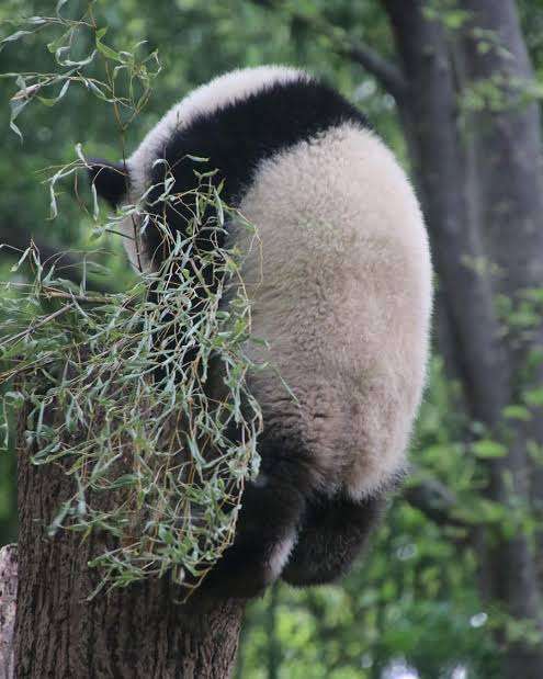 木登りしている動物の画像ください