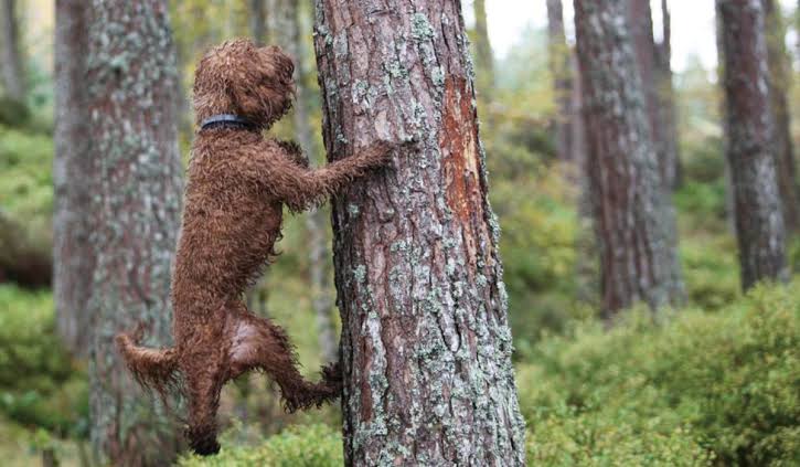 木登りしている動物の画像ください