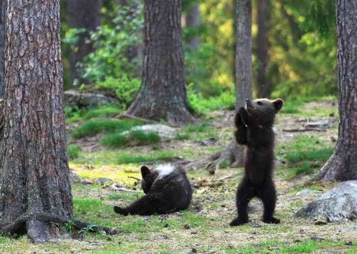 木登りしている動物の画像ください