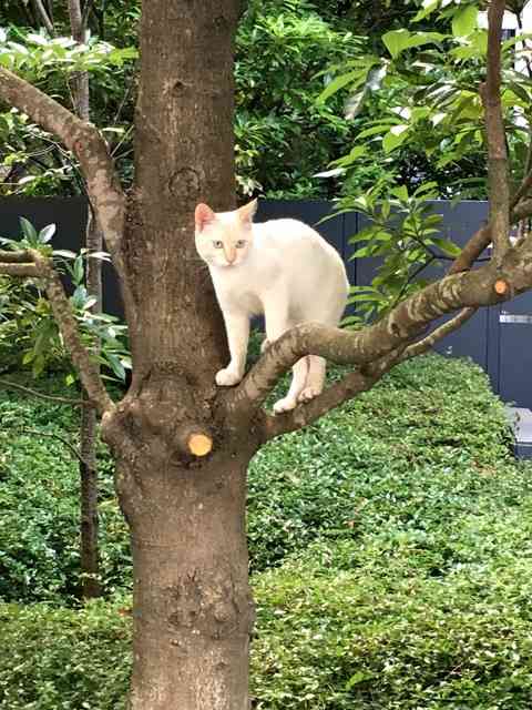 木登りしている動物の画像ください