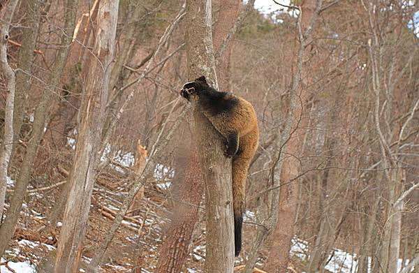 木登りしている動物の画像ください