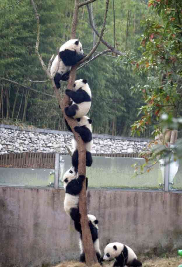 木登りしている動物の画像ください