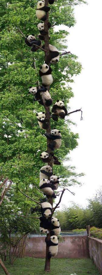 木登りしている動物の画像ください
