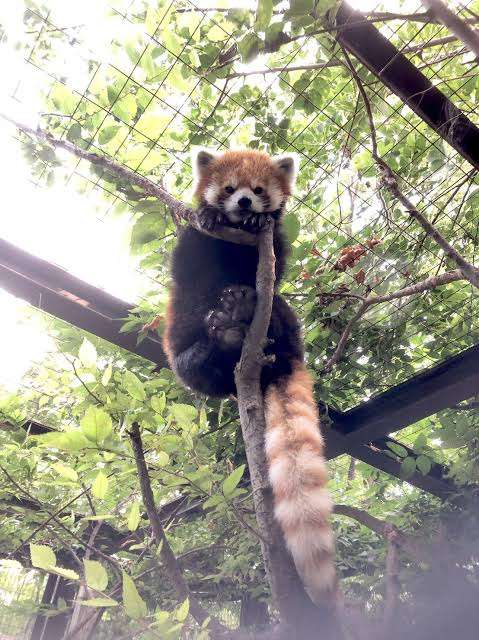 木登りしている動物の画像ください