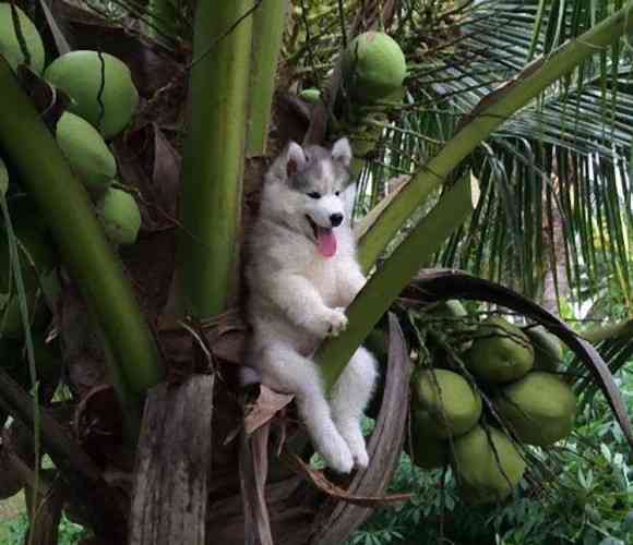 木登りしている動物の画像ください