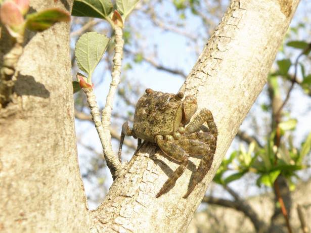 木登りしている動物の画像ください