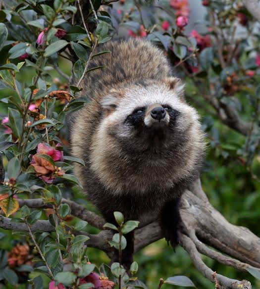 木登りしている動物の画像ください