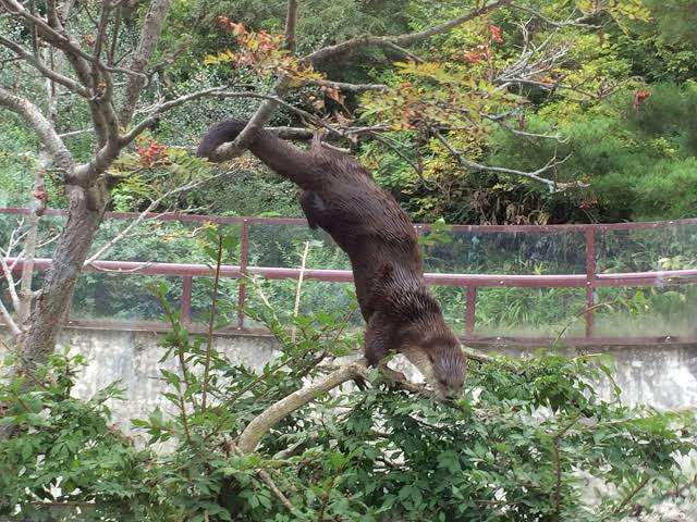 木登りしている動物の画像ください