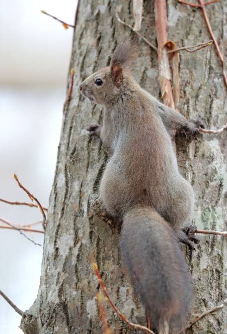 木登りしている動物の画像ください