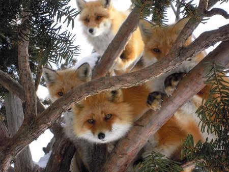 木登りしている動物の画像ください