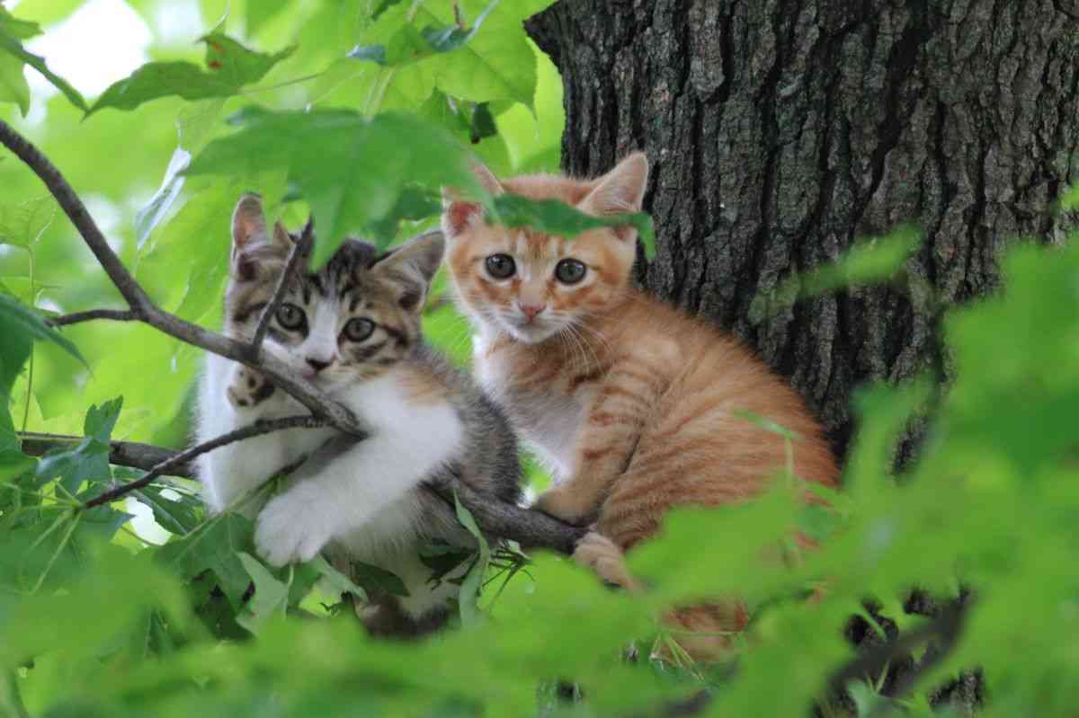 木登りしている動物の画像ください