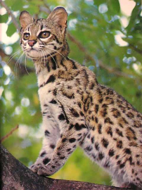木登りしている動物の画像ください