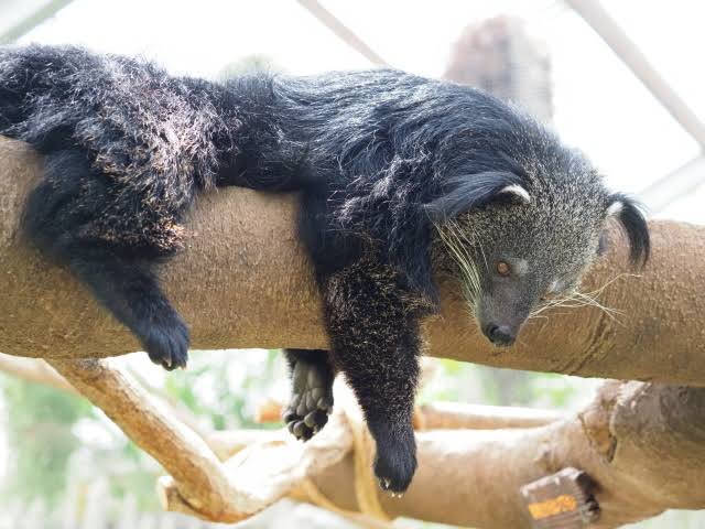 木登りしている動物の画像ください