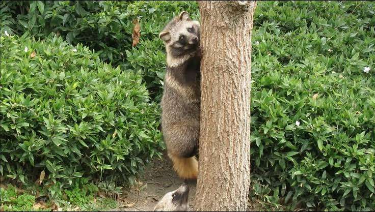 木登りしている動物の画像ください