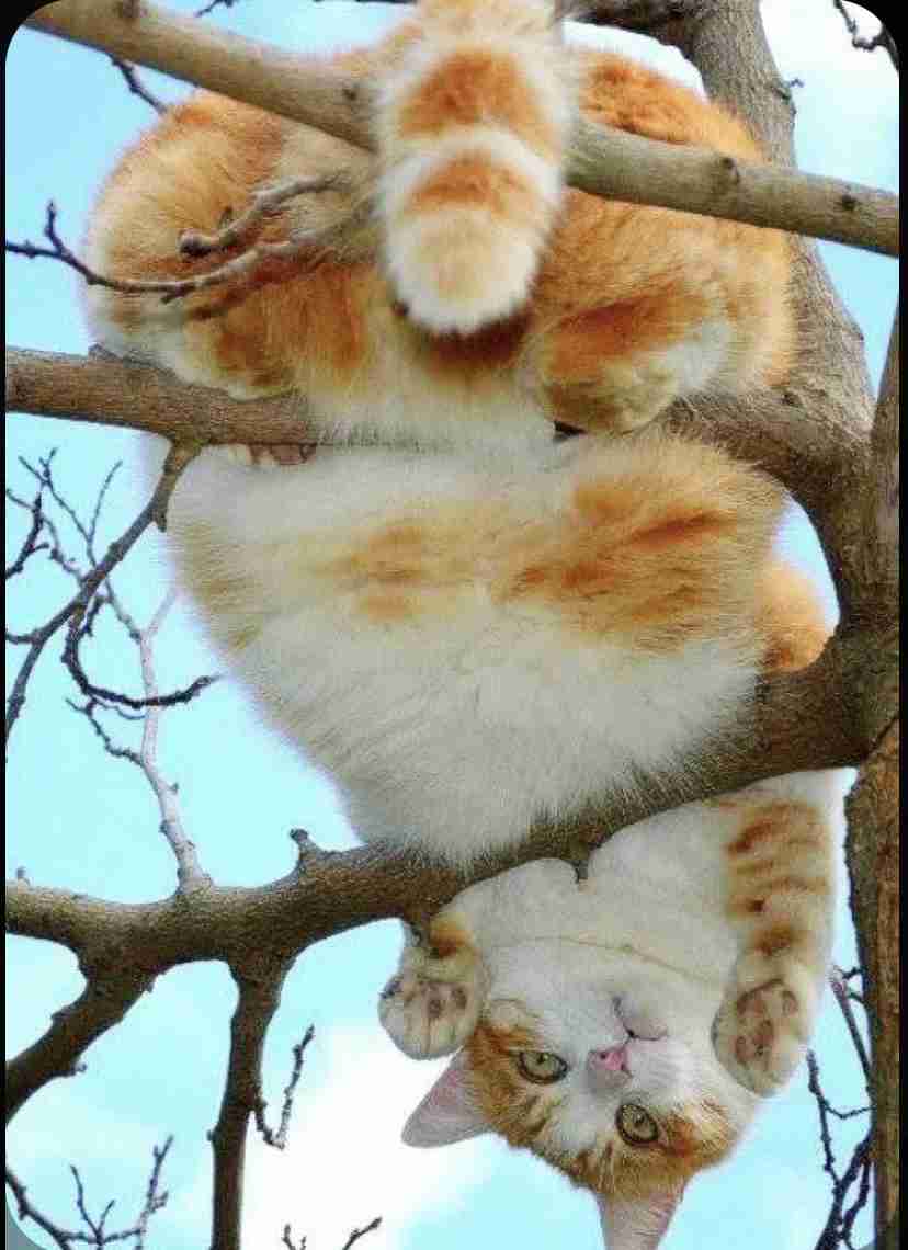 木登りしている動物の画像ください