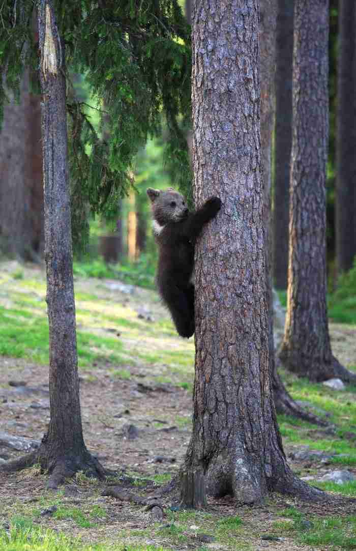木登りしている動物の画像ください