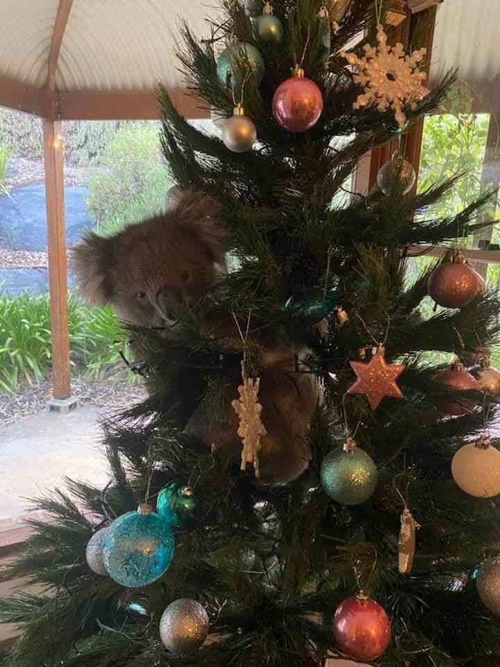 木登りしている動物の画像ください