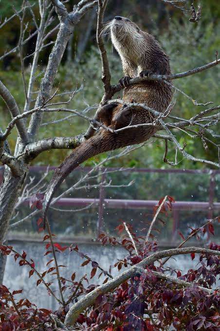 木登りしている動物の画像ください