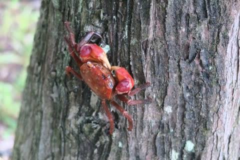 木登りしている動物の画像ください