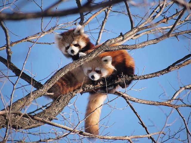 木登りしている動物の画像ください