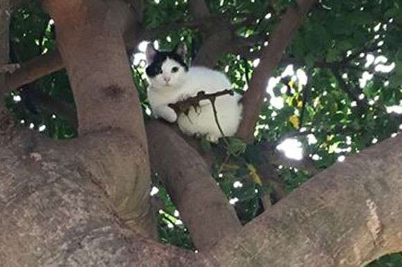 木登りしている動物の画像ください
