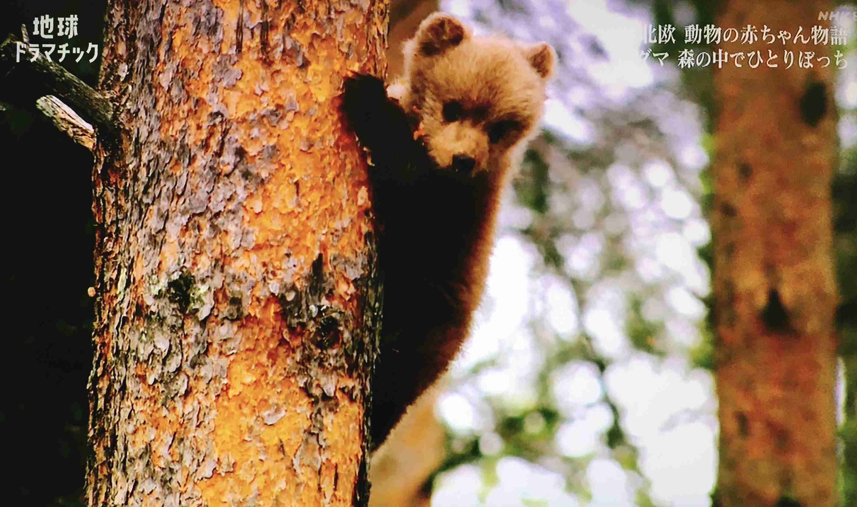 木登りしている動物の画像ください