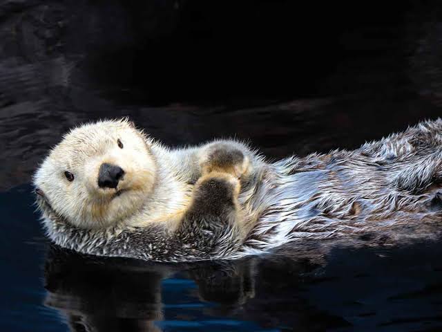 最近は滅多に見なくなった生き物part2