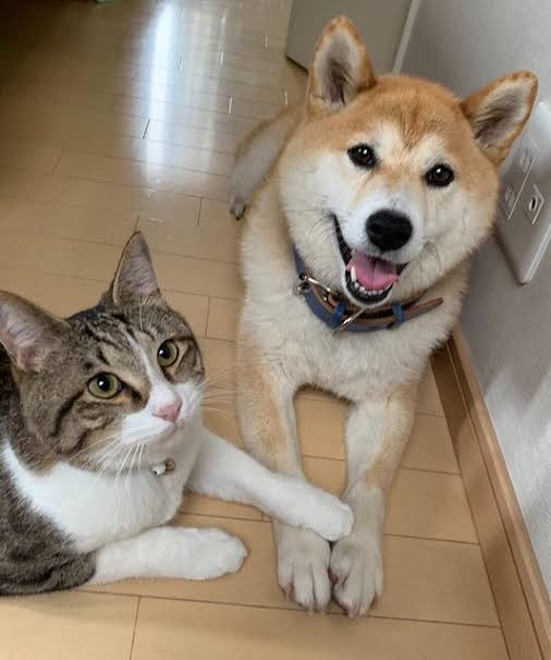 ペットの不思議な行動🐶🐱🐰