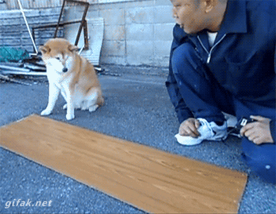【ペット】あるある【飼い主】