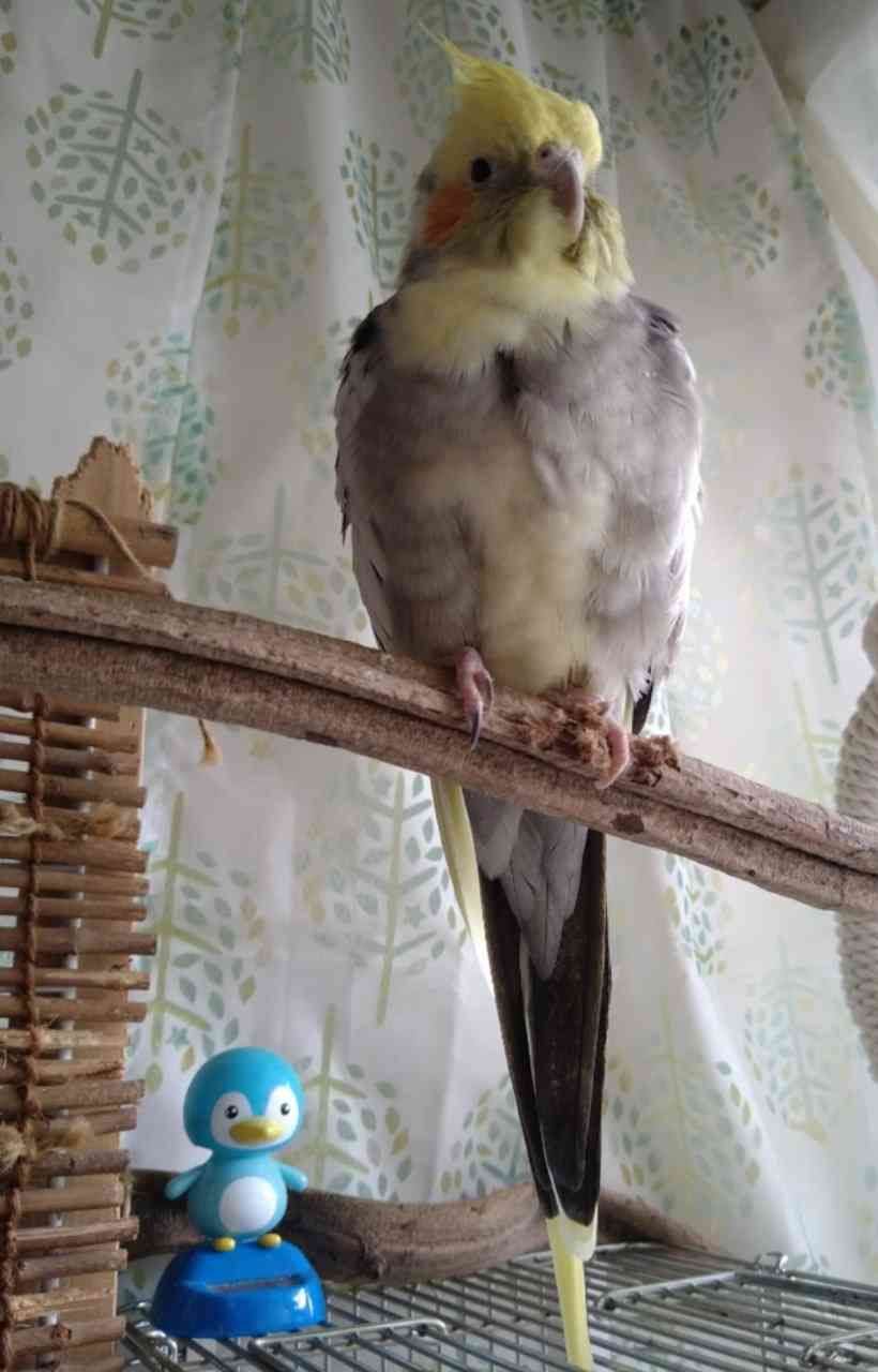 【野鳥、ペット】とにかく鳥好きが集まるトピ