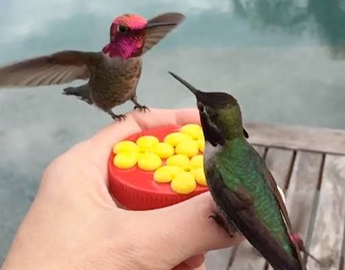 【野鳥、ペット】とにかく鳥好きが集まるトピ