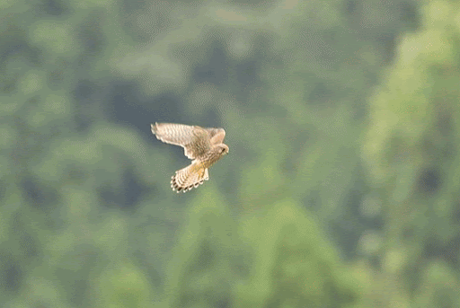 【野鳥、ペット】とにかく鳥好きが集まるトピ
