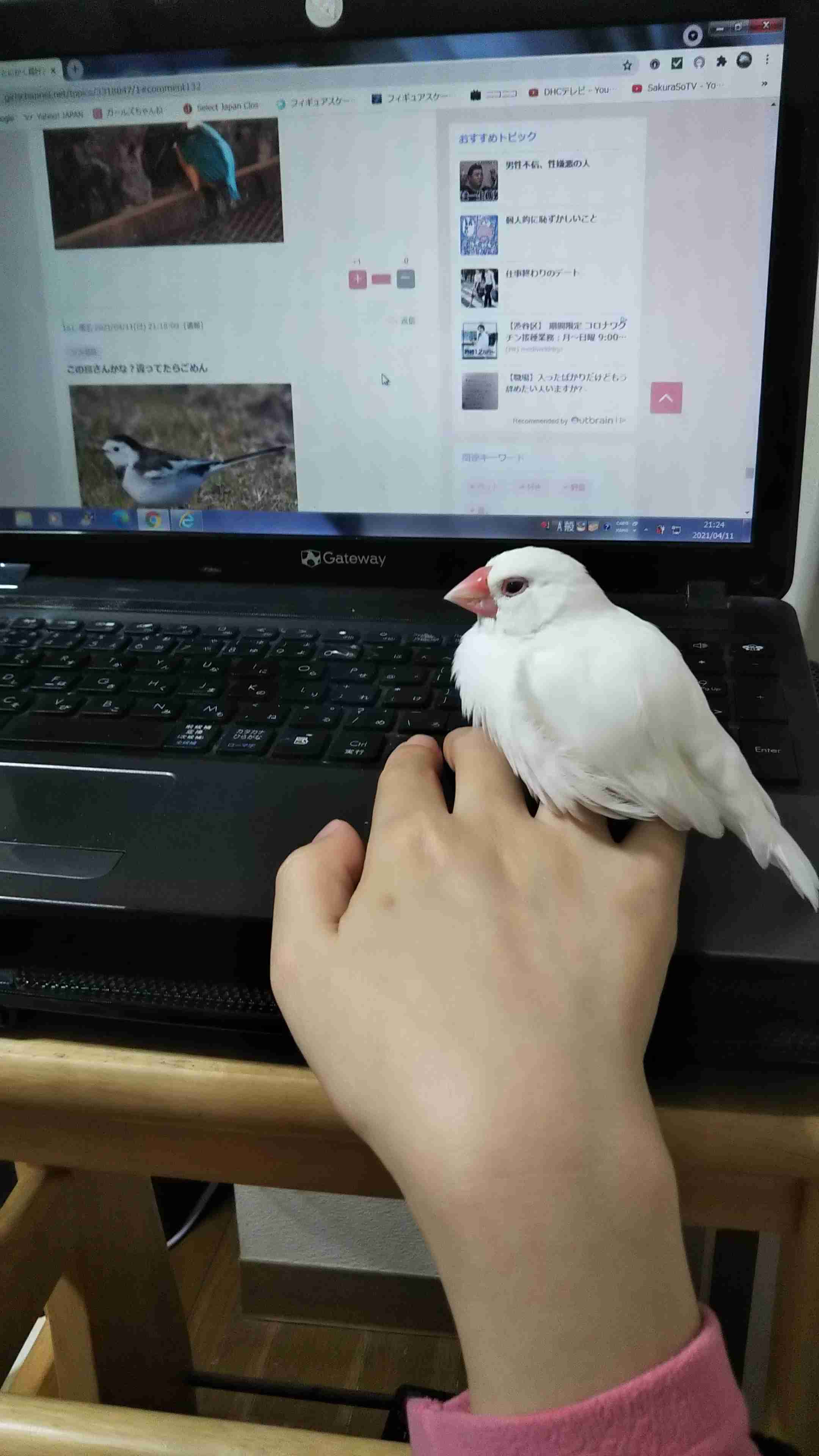 【野鳥、ペット】とにかく鳥好きが集まるトピ