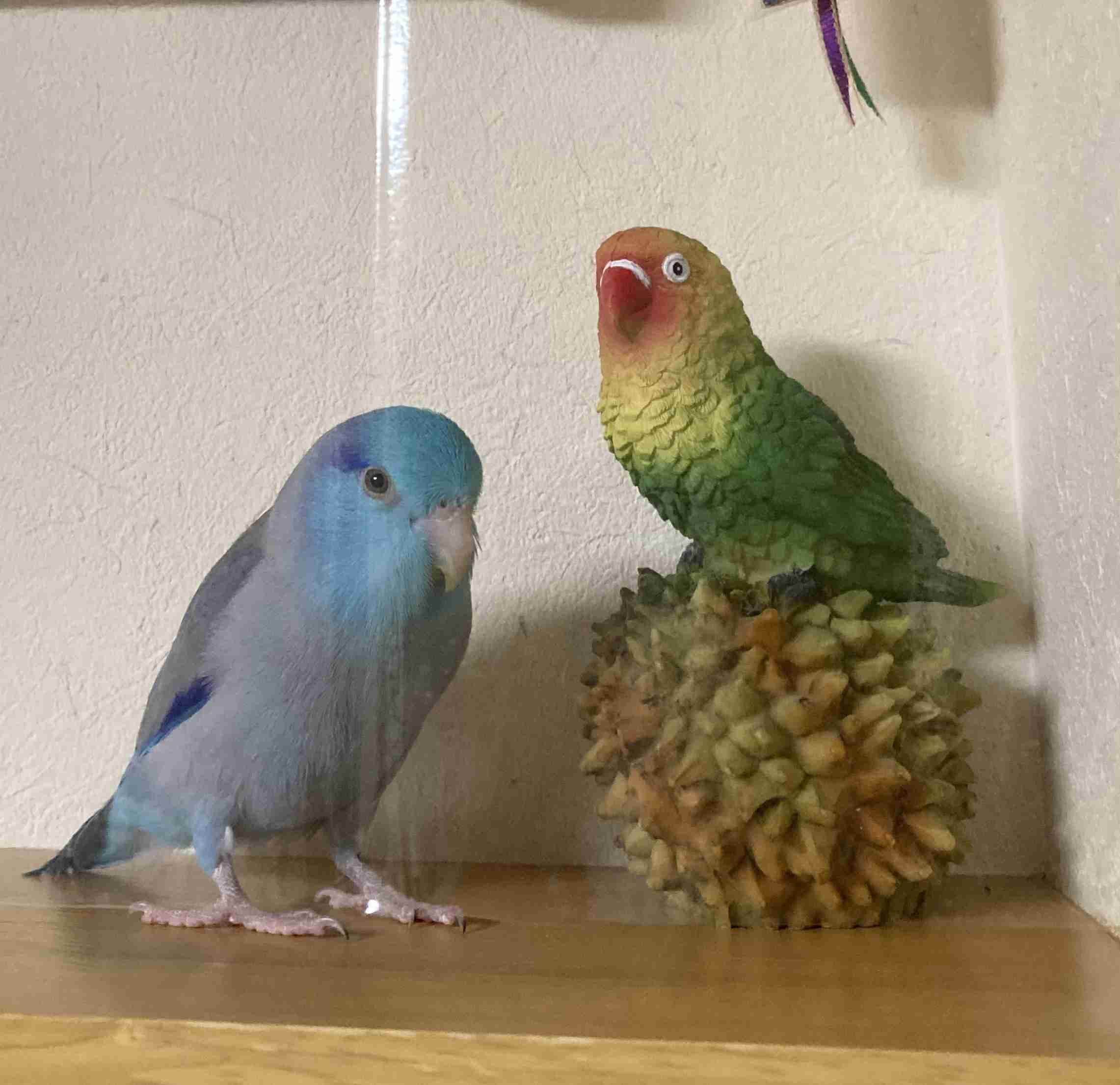 【野鳥、ペット】とにかく鳥好きが集まるトピ