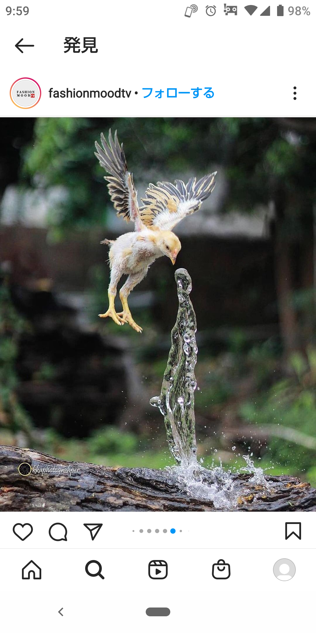 【野鳥、ペット】とにかく鳥好きが集まるトピ