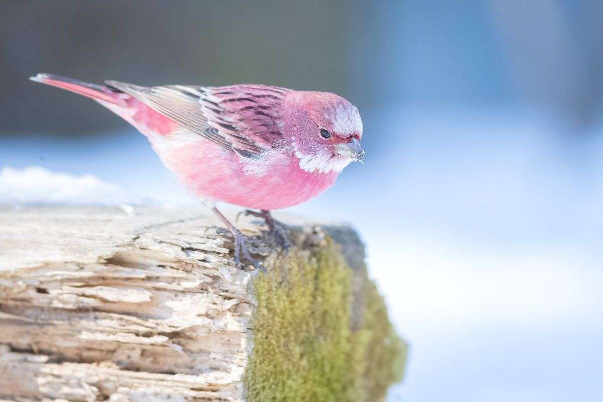 【野鳥、ペット】とにかく鳥好きが集まるトピ