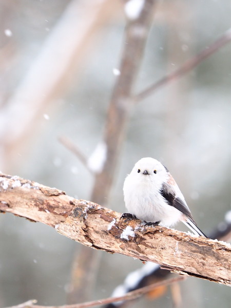 【野鳥、ペット】とにかく鳥好きが集まるトピ