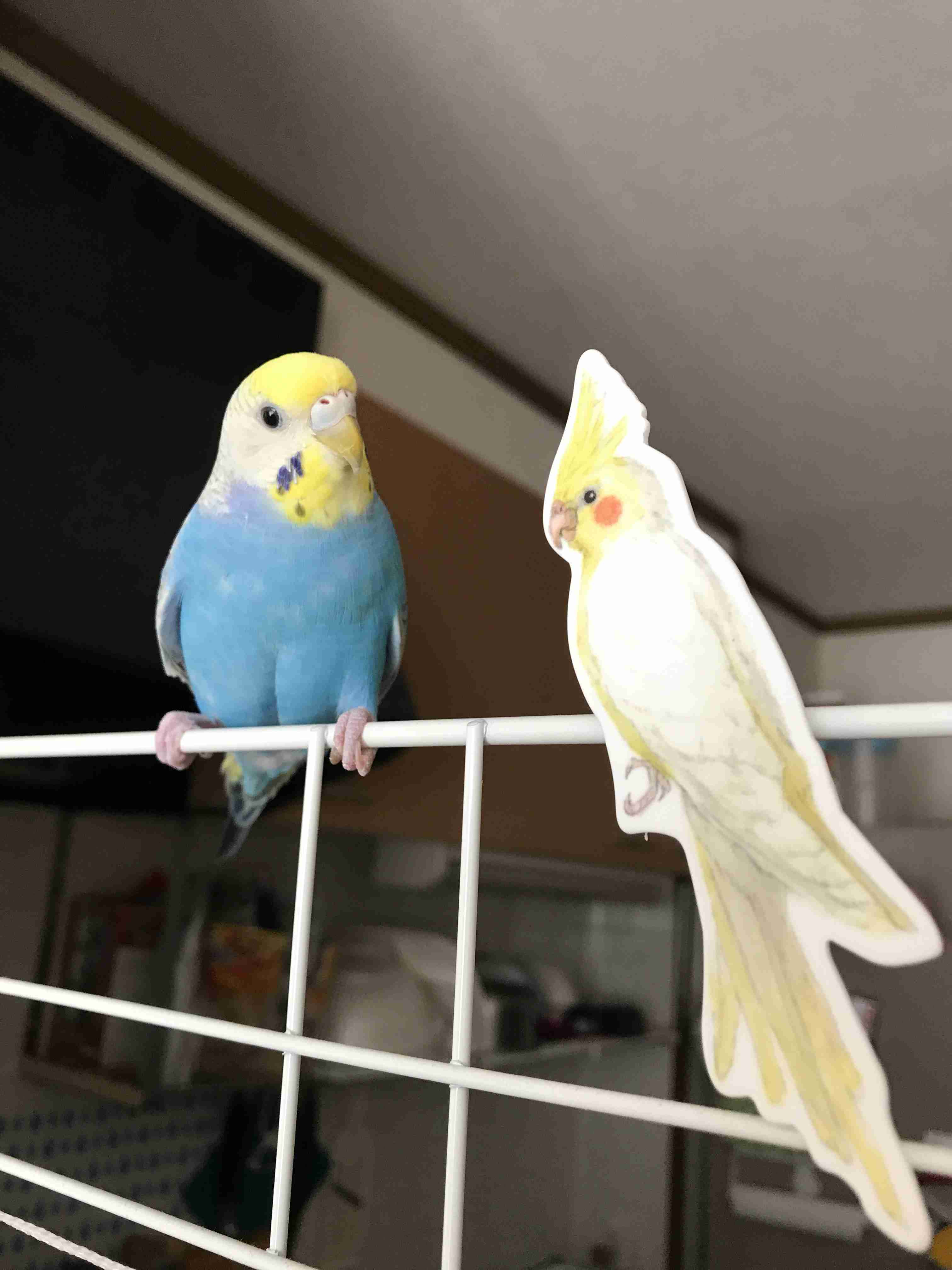 【野鳥、ペット】とにかく鳥好きが集まるトピ
