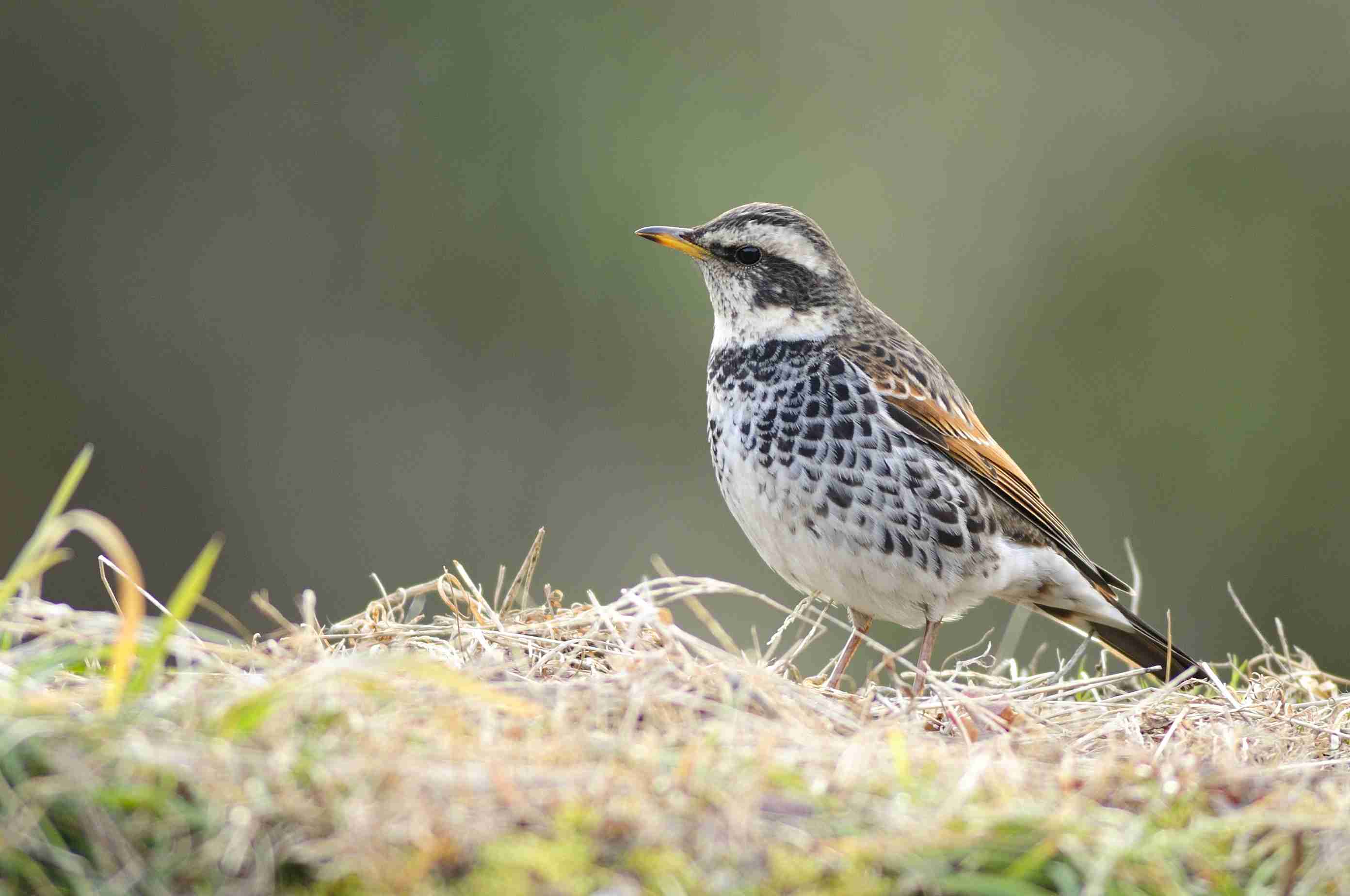 【野鳥、ペット】とにかく鳥好きが集まるトピ