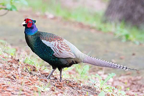 【野鳥、ペット】とにかく鳥好きが集まるトピ