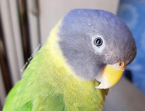 【野鳥、ペット】とにかく鳥好きが集まるトピ