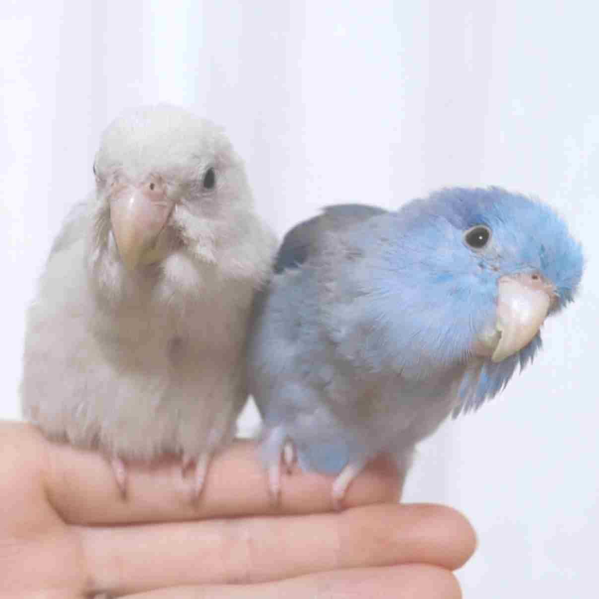 【野鳥、ペット】とにかく鳥好きが集まるトピ