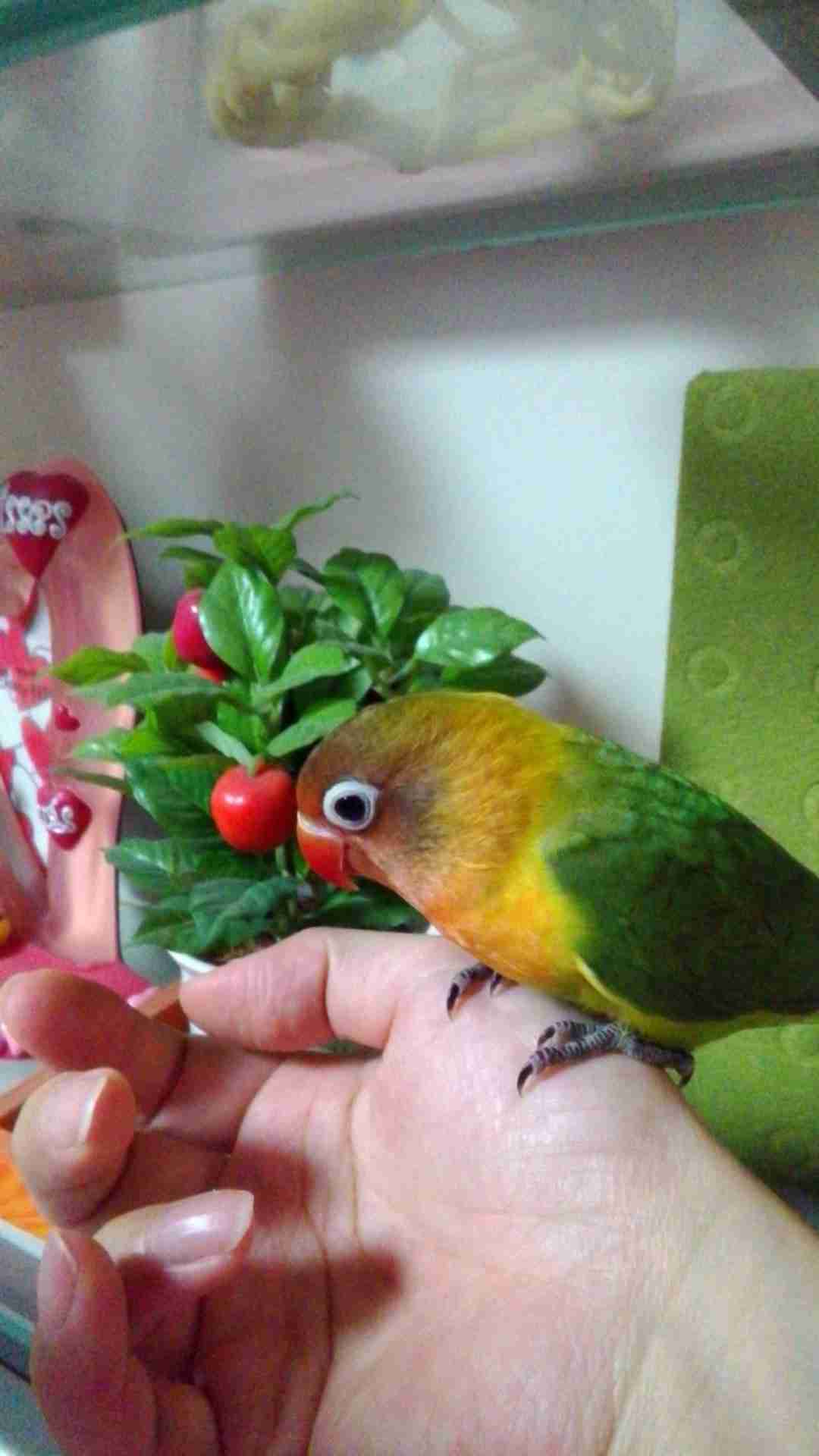 【野鳥、ペット】とにかく鳥好きが集まるトピ