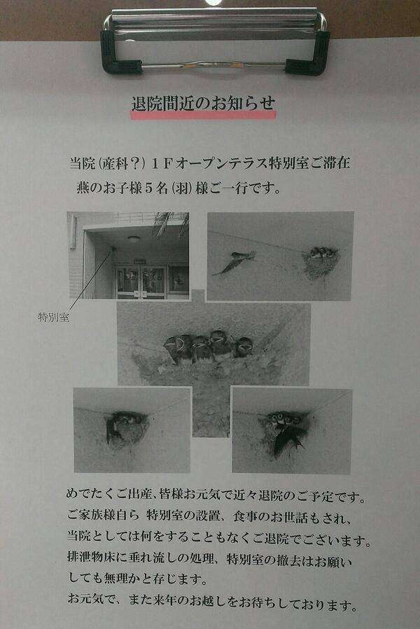 【野鳥、ペット】とにかく鳥好きが集まるトピ