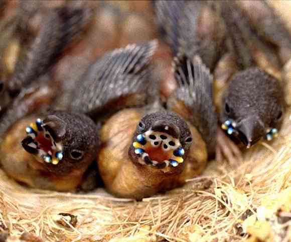 【野鳥、ペット】とにかく鳥好きが集まるトピ
