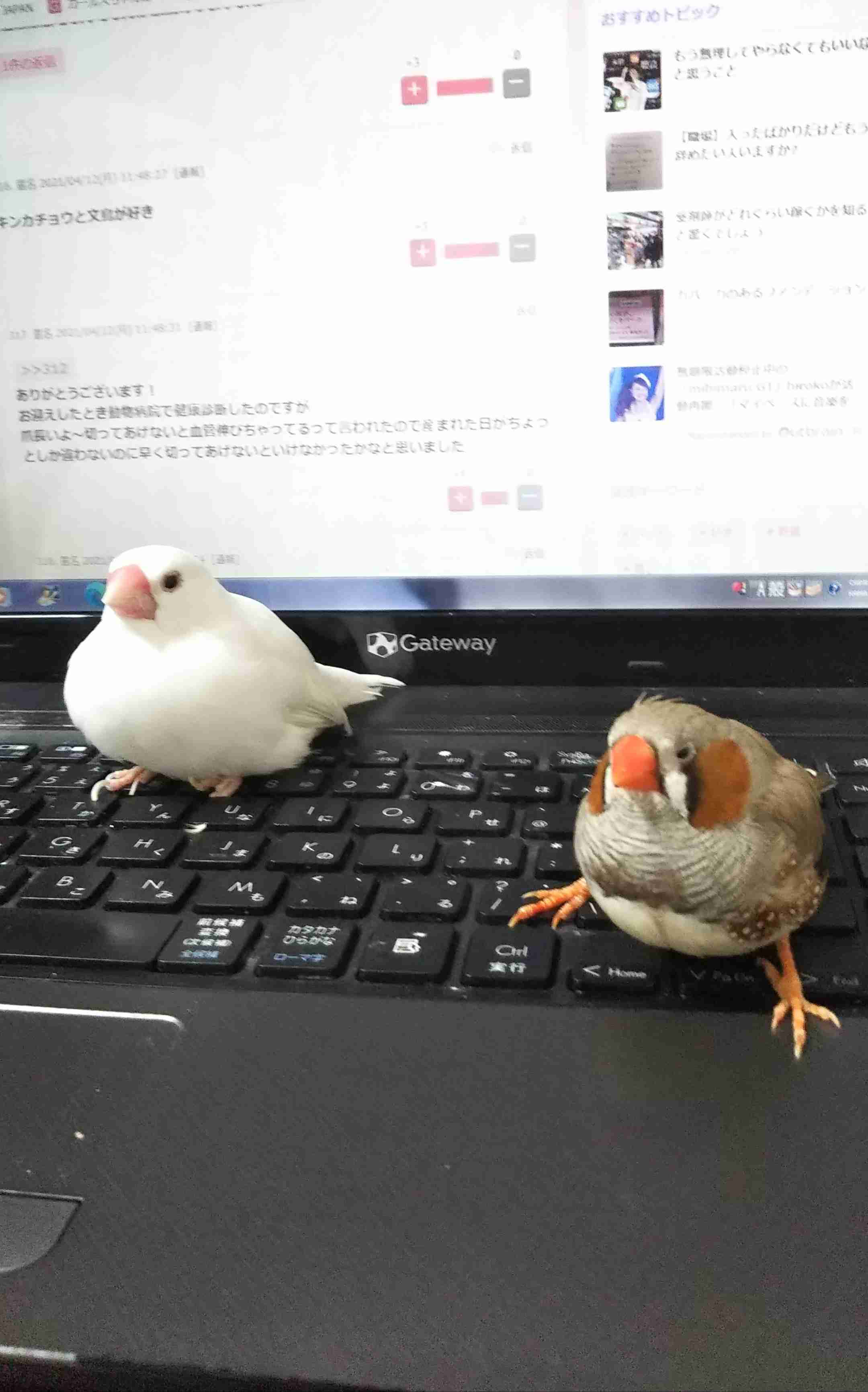 【野鳥、ペット】とにかく鳥好きが集まるトピ