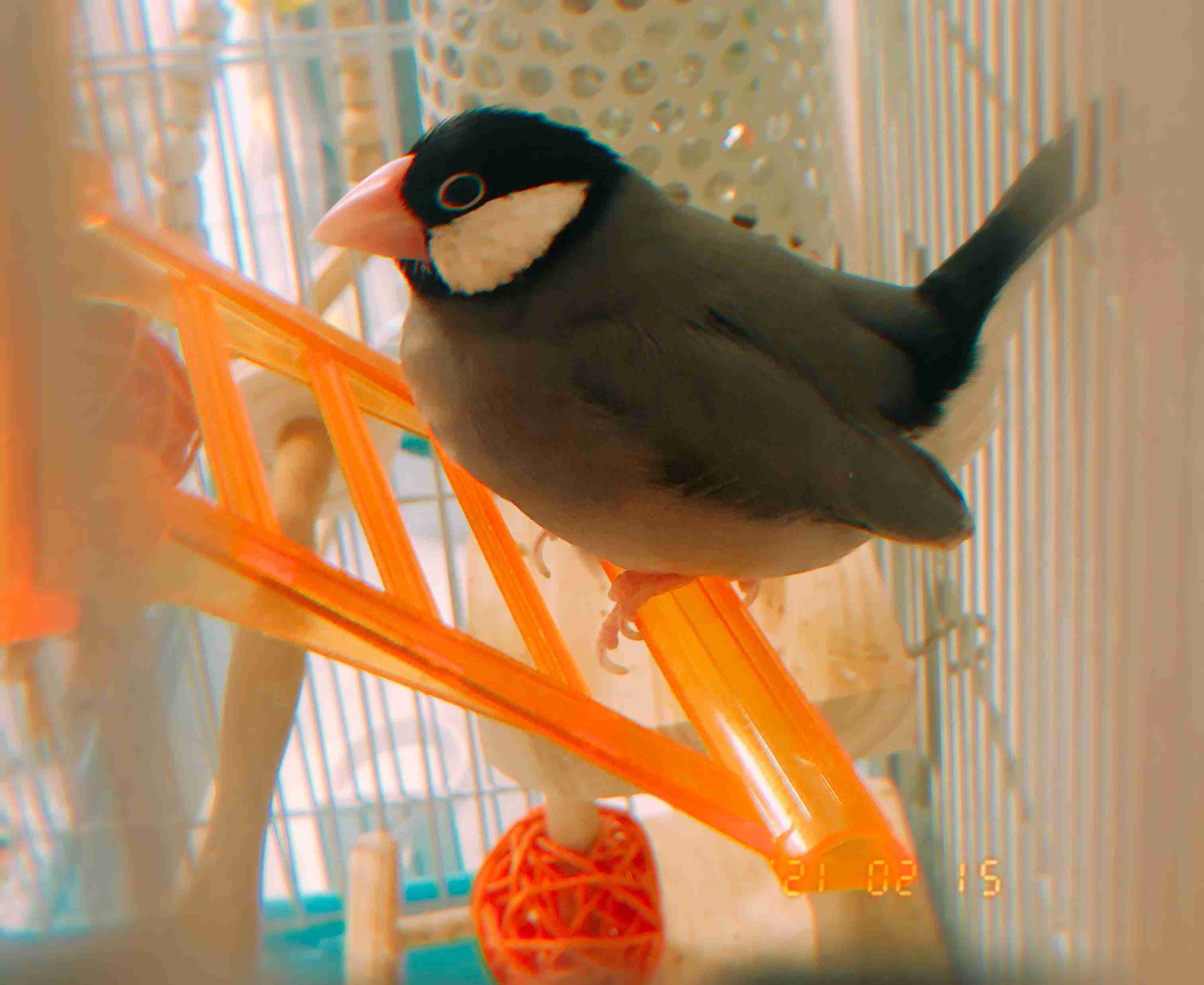 【野鳥、ペット】とにかく鳥好きが集まるトピ