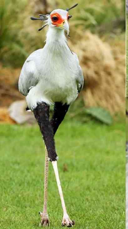 【野鳥、ペット】とにかく鳥好きが集まるトピ
